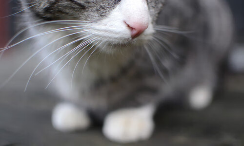 世界杯技术革新的应用前景，世界杯重要性